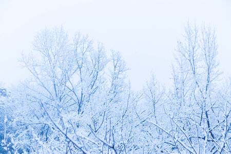 Snow scene, snow covered park in Japanの写真素材