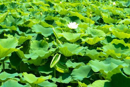 Lotus pondの写真素材