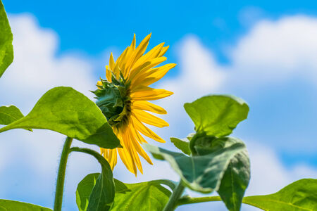 Blue sky and sunflower in Summerの写真素材