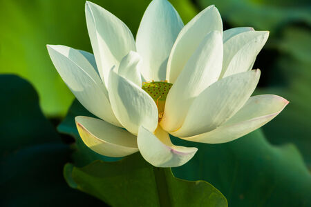 White lotus flowerの写真素材