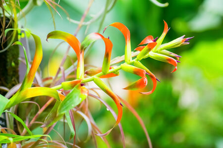 Tillandsia leiboldiana, Bromeliaceae, tropical Americaの写真素材