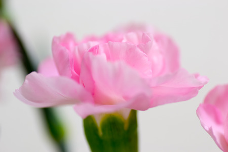 Pink carnationの写真素材