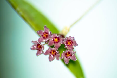 Flower of Hoya fischeriana, APOCYNACEAEの写真素材