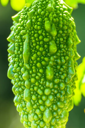 Close up of Bitter gourd, Cucurbitaceae, tropical Asiaの写真素材