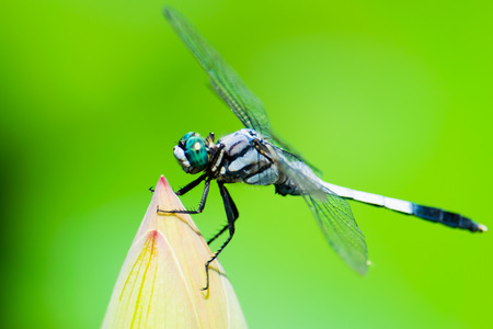 Orthetrum albistylum speciosum on the bud of lotusの写真素材