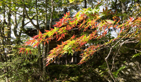 Trees were autumn leaves at Nikkoの写真素材