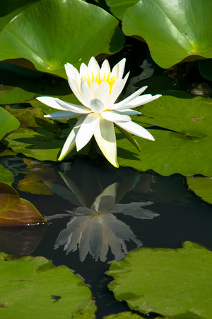 White water lilyの写真素材