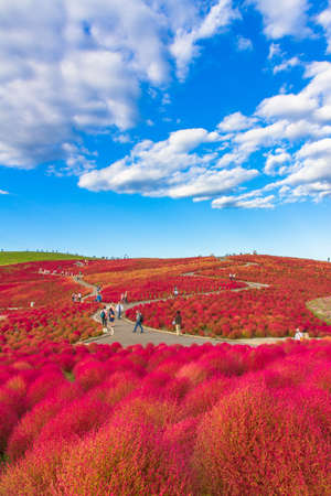 Red Kochia hillの写真素材