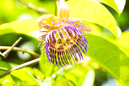 Flower of Passiflora laurifolia, Passifloraceae, Brazilの写真素材