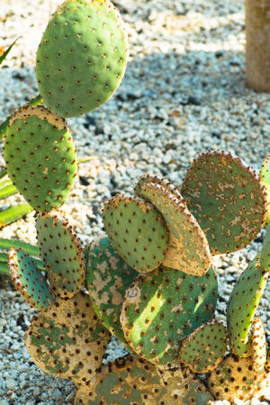 Opunchia rufida, Cactaceae, West Indiesの写真素材