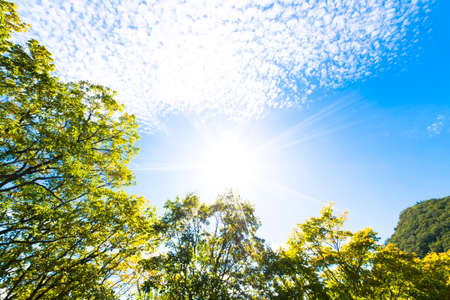Autumnal skyの写真素材