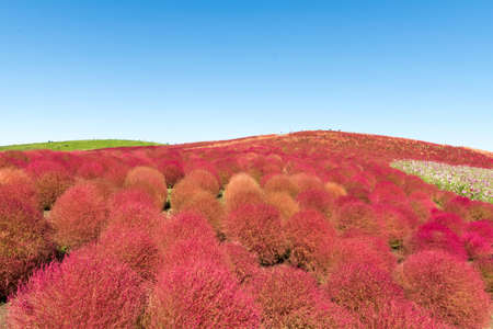 Red Kochia hill and the skyの写真素材