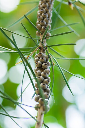 Arisutemon-Piniforiusu, family Myrtaceae, Australia, New South Walesの写真素材