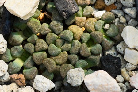 Close up of Aloinopsis schoonoesii, Aizoaceaeの写真素材