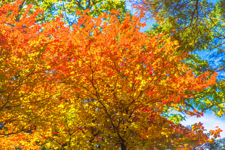 Trees were autumn leaves in Nikkoの写真素材
