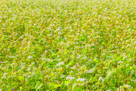 Buckwheat fieldの写真素材