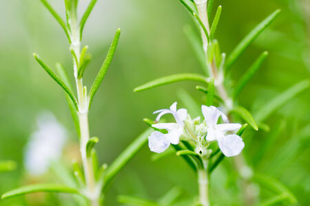 Flower of Rosemary, Rosmarinus officinalis, Labiataeの写真素材