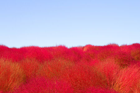 Field of red Kochia and the blue skyの写真素材