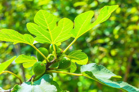 Figs, Moraceae
