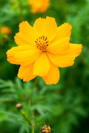 Kibanakosumosu, Cosmos sulphureusの写真素材