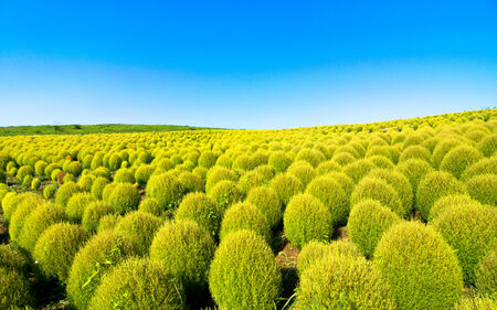 Field of green Kochia and the blue skyの写真素材