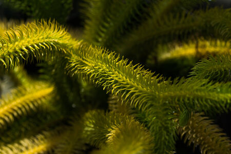 Lycopodium squarrosum, lycopodiaceae, Borneoの写真素材