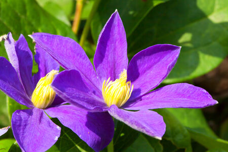 Purple clematis flowersの写真素材