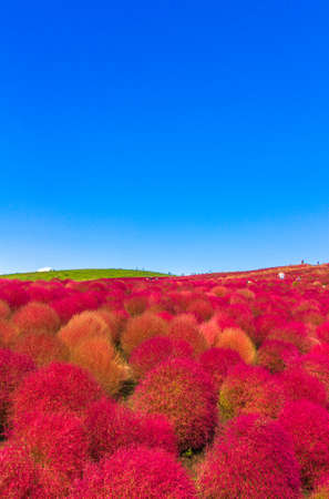 Red Kochia hill and the blue skyの写真素材