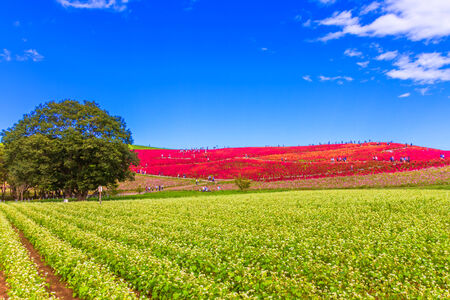 Buckwheat field and red Kochia hillの写真素材