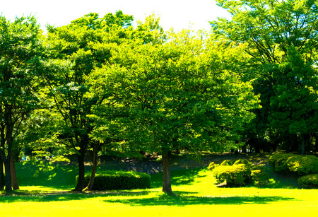 Trees in the parkの写真素材