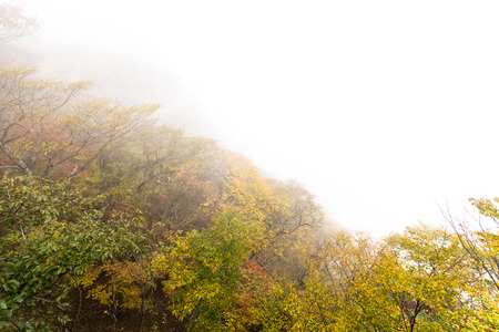 Autumn leaves in the fogの写真素材