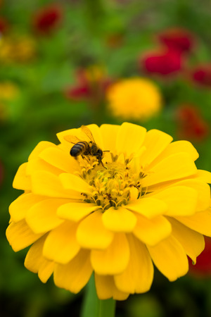 Honey bee on the Yellow Zinnia flowerの写真素材