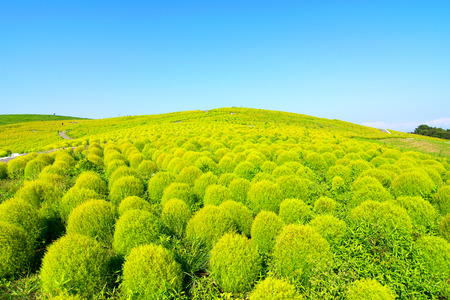 Green Kochia hill and the blue skyの写真素材