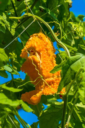 Orange bitter gourd, Cucurbitaceae, tropical Asiaの写真素材