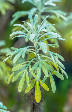 Mokubyakkou, Crossostehium chinense, Asteraceae, endangered species VU,の写真素材