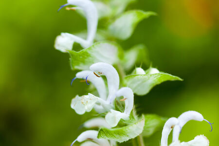 White Salvia sclarea, Clary sage, LAMIACEAE, Europe-Asia centerの写真素材