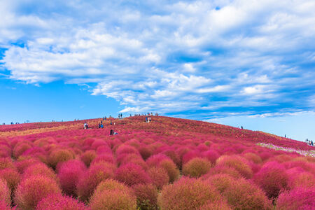 Red Kochia hill and the cloudy skyの写真素材