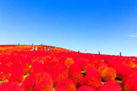 Field of red Kochia and the blue skyの写真素材