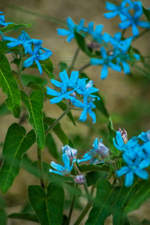 Blue tweedia caerulea, Apocynaceae, Brazil - Uruguayの写真素材