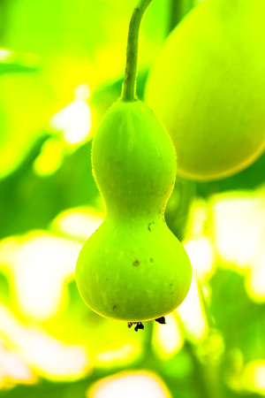 Gourd, Lagenaria &quot;Canteen&quot;, Cucurbitaceae, North Africaの写真素材