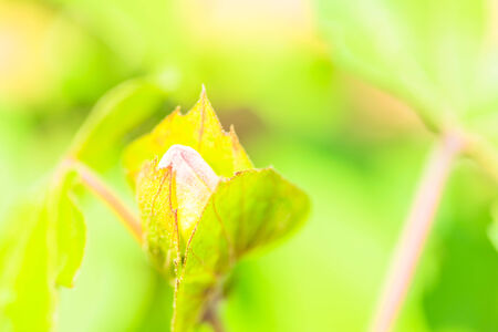 Gossypium hirsutum, Malvaceae, Americaの写真素材