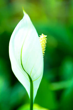 Spathiphyllum, Merry, ARACEAEの写真素材