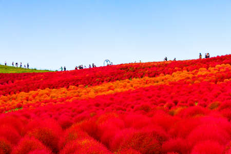 Field of red Kochia and the blue skyの写真素材