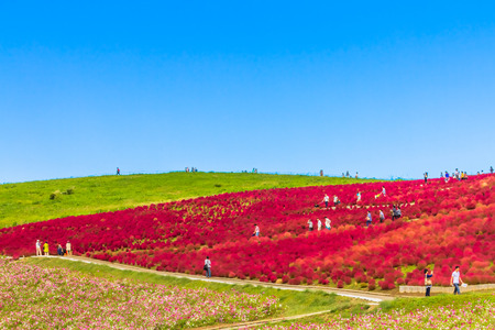 Red Kochia hill and the blue skyの写真素材