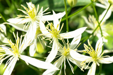 Clementis tirniflora var.boninensis, RANUNCLUCEAE ,, endangered ? class (VU)の写真素材