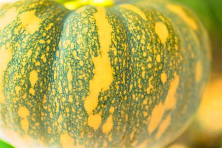 Space pumpkin, Cucurbita, Cucurbitaceaeの写真素材