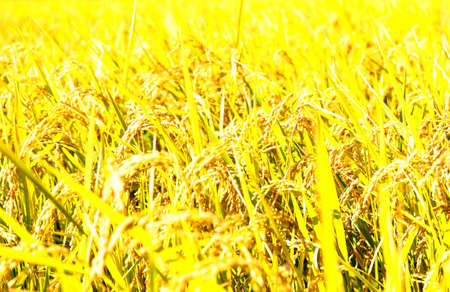 Golden ears of riceの写真素材