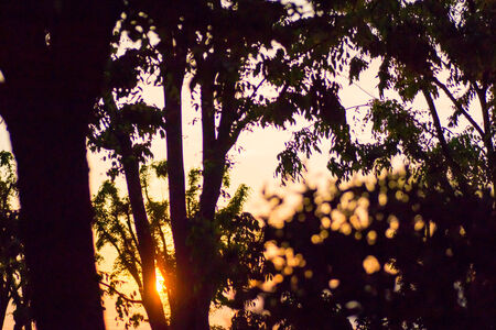 Silhouettes of leaves and trunk at sunset glowの写真素材