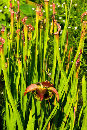 Sarracenia leucophylla, Sarraceniaceae, North America Southeasternの写真素材