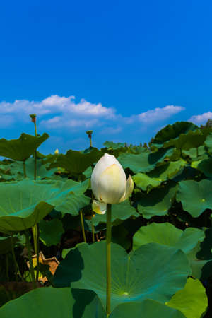 Bud of the white lotus flower and the blue skyの写真素材